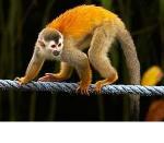 From KSTR website.  Titi Monkey on rope bridge.