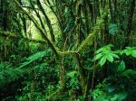 Monteverde Rainforest, Costa Rica